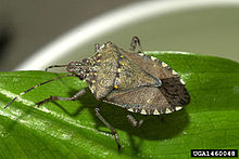 stink_bug