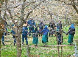 Amish Chilldren Playing - from amishstories.net
