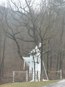 amish ice tree