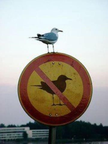 bird sign