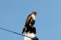 red tailed hawk