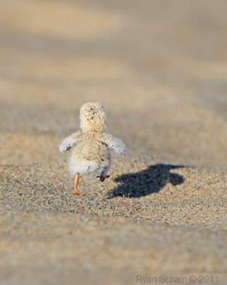 Hot Sand!...Hot...Hot...Hot...