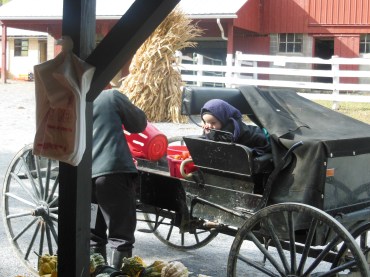 amish 011