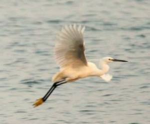 10394111_1438107519772975_36238856691013489_n